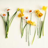 Endless Flower - Daffodil