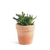 Flower Pot 20 - Medium