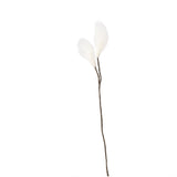 Endless Flower - Cottongrass