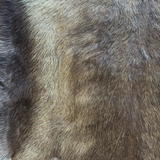 Premium Tanned Reindeer Hide - Unnumbered