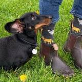 Cai Merino Wool Socks - Dogs